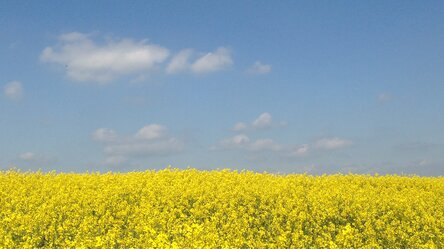 blühendes Rapsfeld vor blauem Himmel