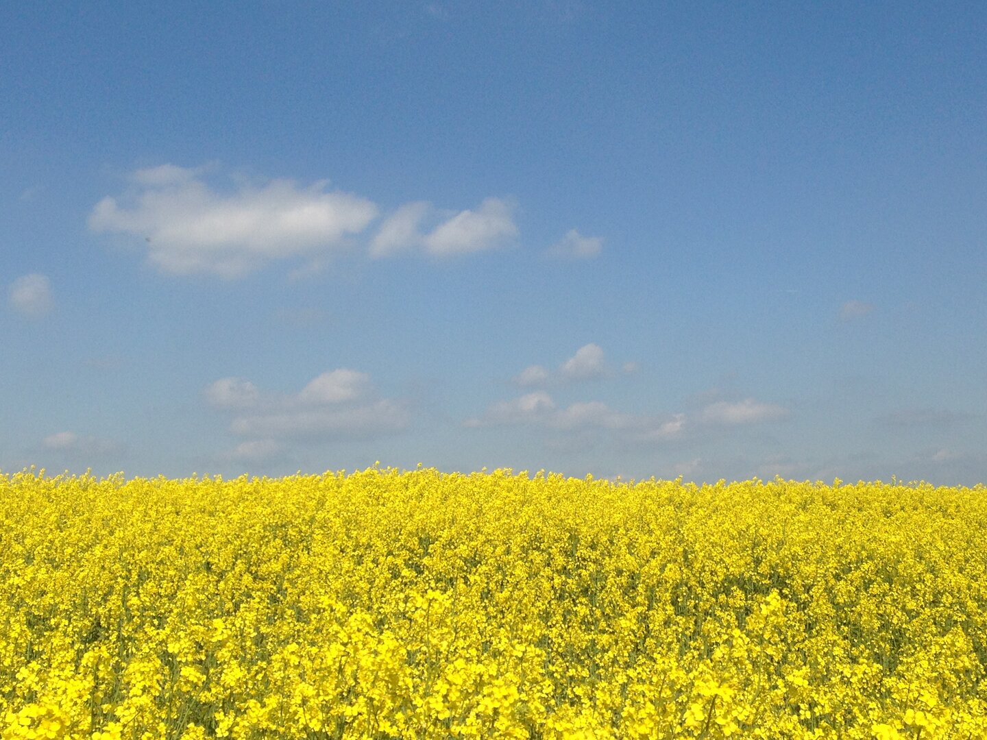blühendes Rapsfeld vor blauem Himmel